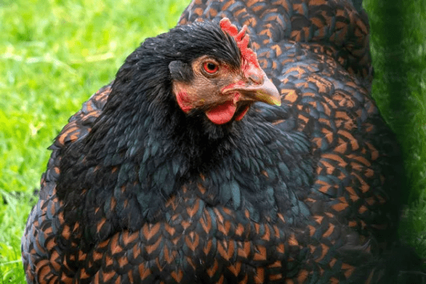 Barnevelder Chicken Guide - Somerzby