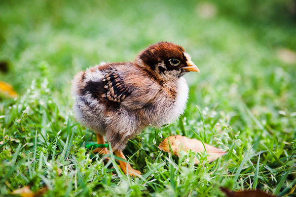 Barnevelder Chicks