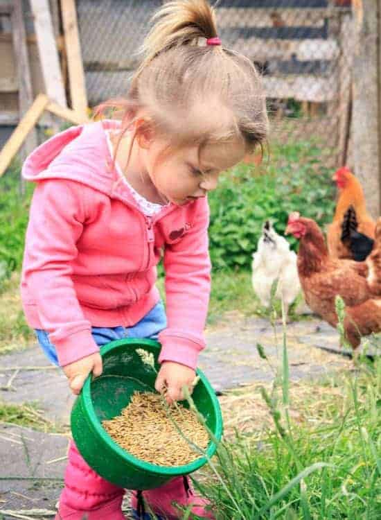 Chickens are great pets for kids