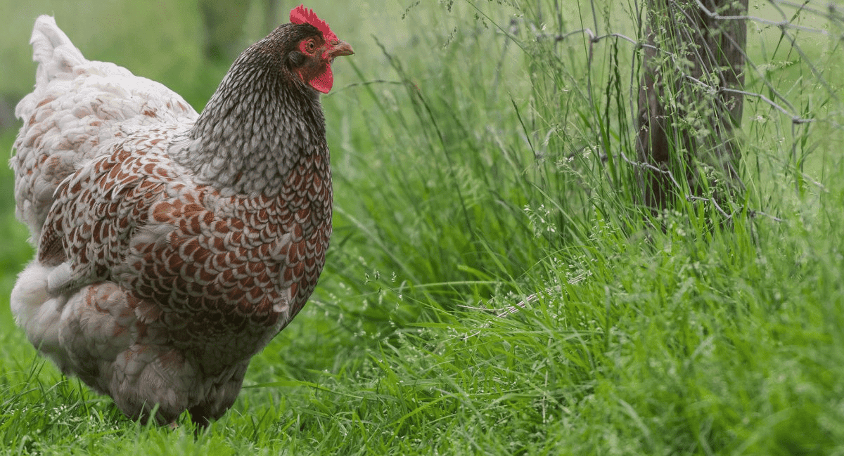 Silver Blue Barnevelder Chicken