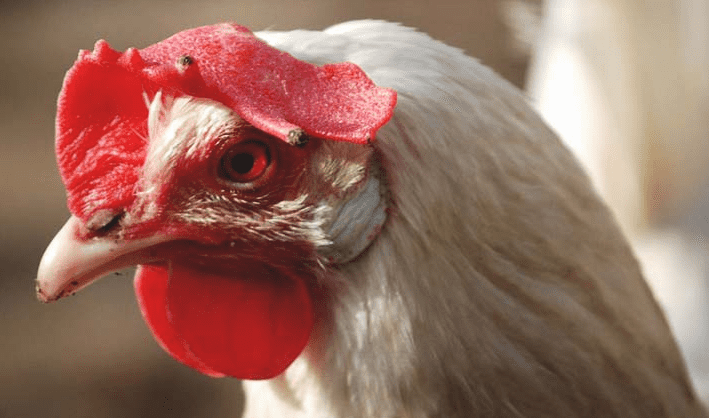 Caring For Your Leghorn Chicken