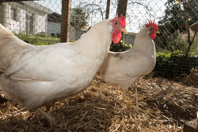 Leghorn Chicken Appearance