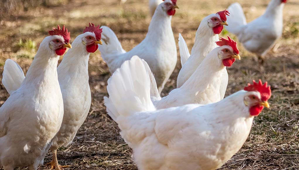 Leghorn Chickens