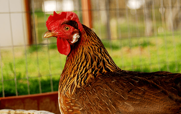 Red Leghorn Chicken