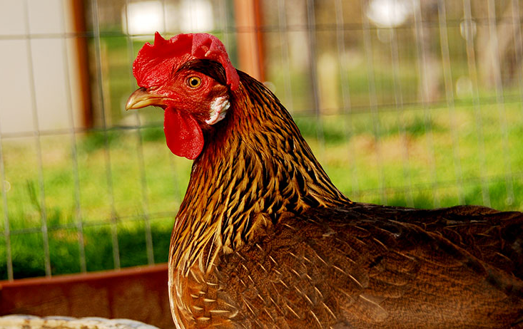 Red Leghorn Chicken