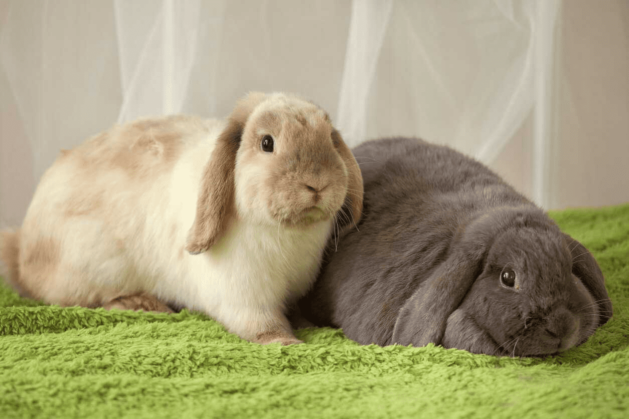 Bringing Your Rabbit Indoors