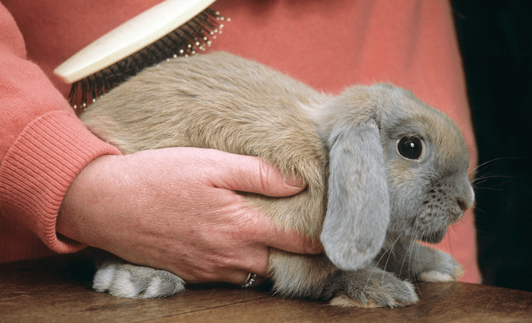 Grooming Your Rabbits