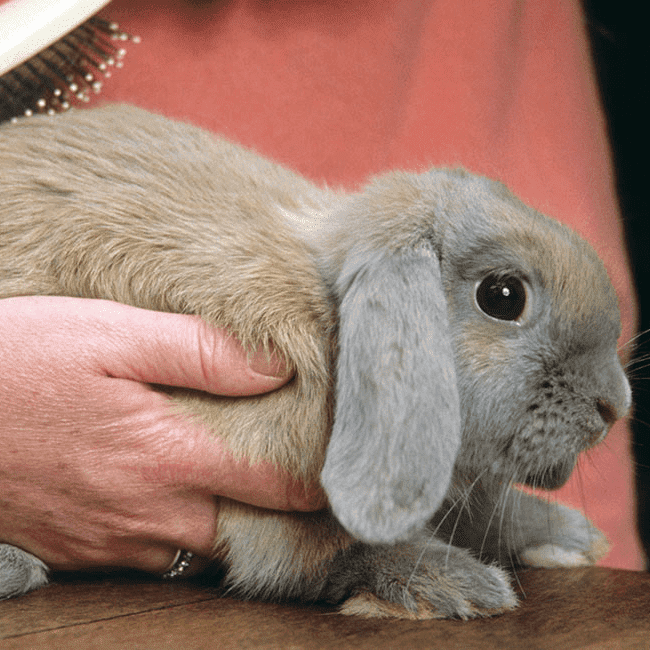 Keeping your rabbit safe and healthy