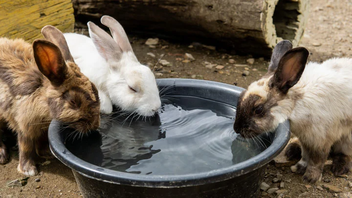 Rabbit Heat Stroke