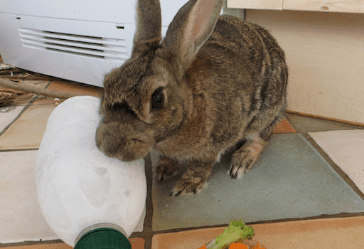 Signs of Heat Stroke In Pet Rabbits
