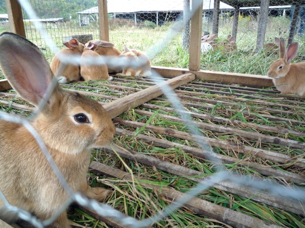 Cleaning out rabbit hutch