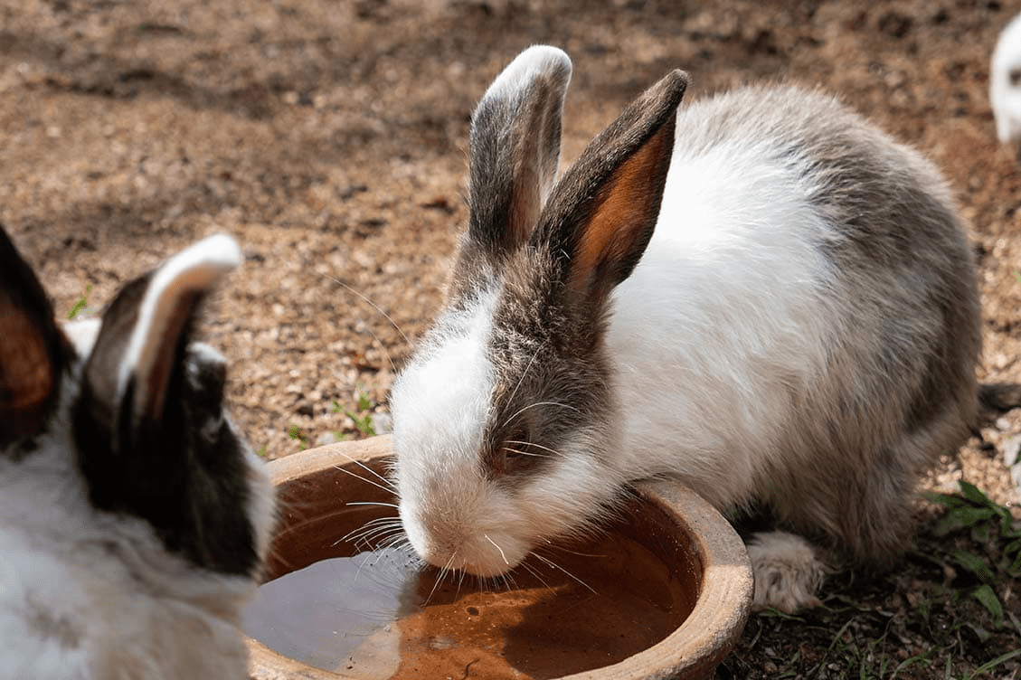Food & Water For Your Rabbit