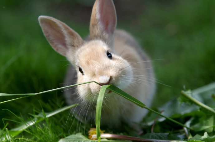 Bored Rabbits