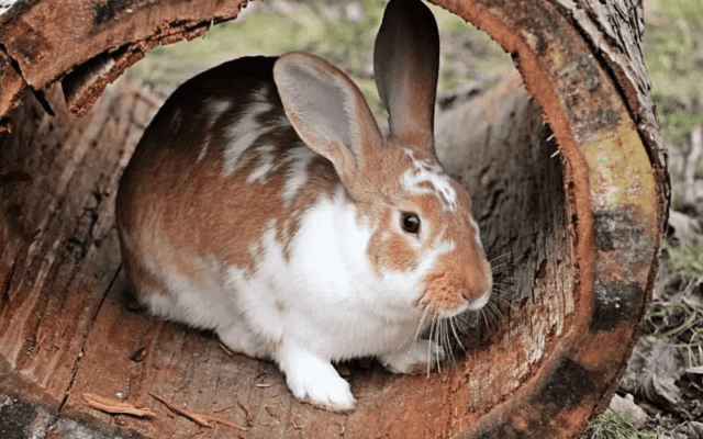 Do Rabbits Chew Wood?
