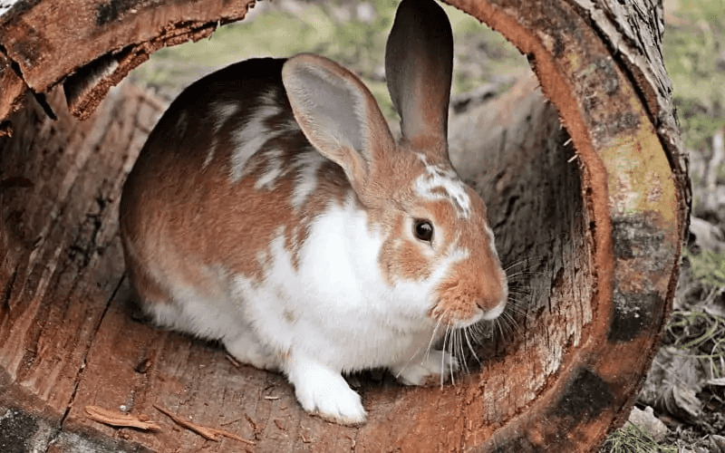Do Rabbits Chew Wood?