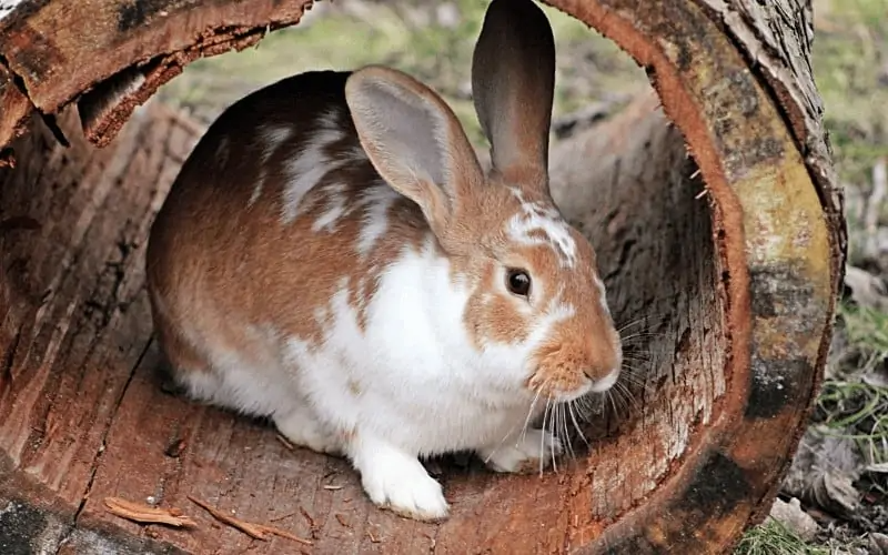 Do Rabbits Chew Wood? | Somerzby Pet Products