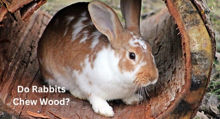 Do Rabbits Chew Wood