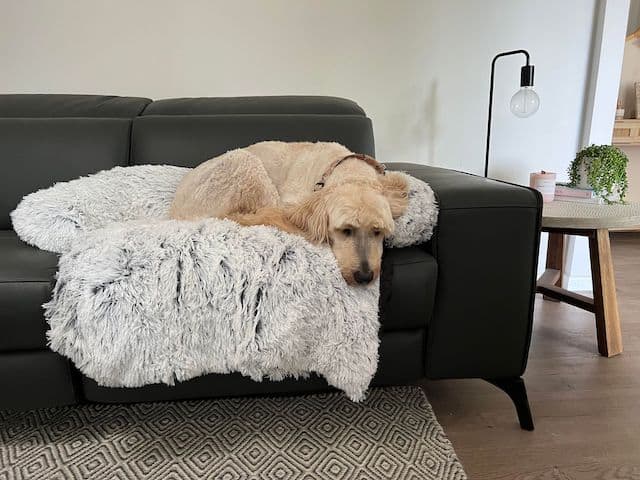 Marley Pet Bed Can Be a Nice Addition To Any Lounge