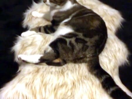 Comfy Faux Fur Cat bed