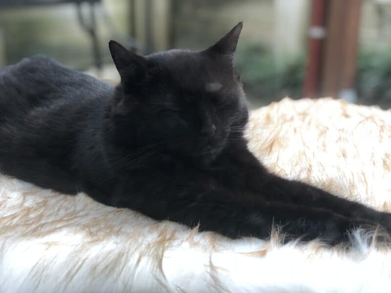 Comfy Faux Fur Cat bed