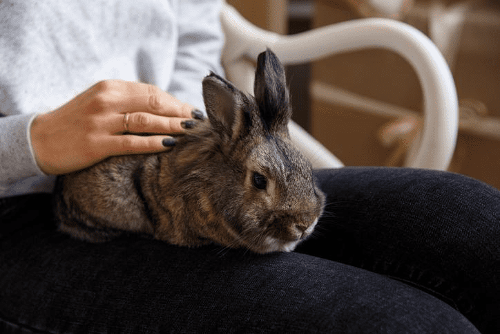 Rabbit in Pain