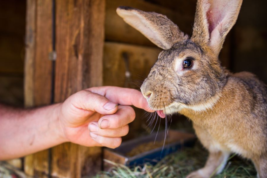 Reasons Rabbits Bite