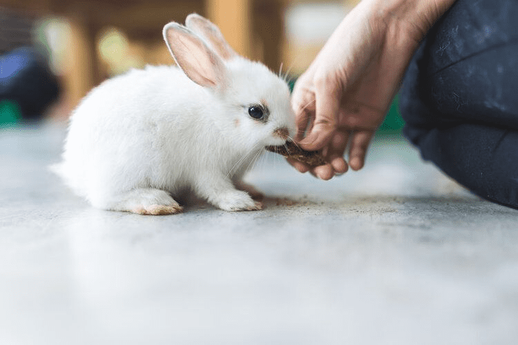 Why is My Rabbit Biting Me?