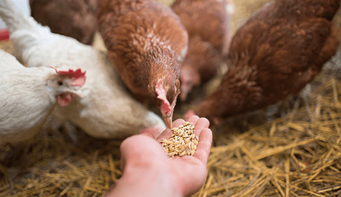 What Are The Different Types of Chicken Feed?