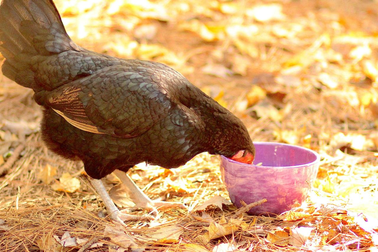 What is Typical Chicken Feed?