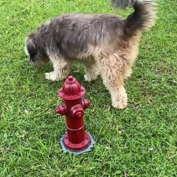 Fire Hydrant Perfect For Your Backyard