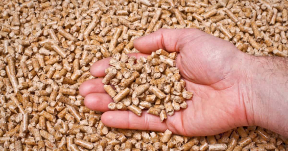 Benefits of Layer Feed