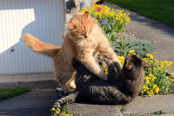 Cats Fighting Over Territory