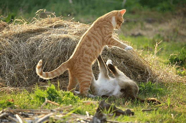 How To Stop Cats Fighting