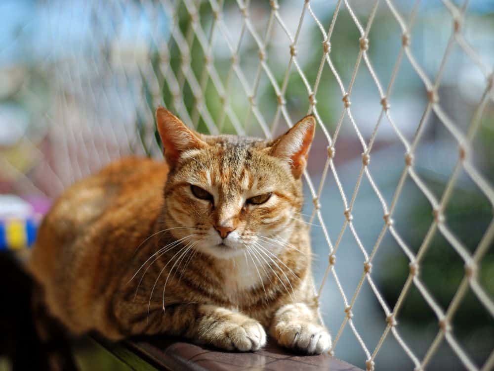 Cat balcony enclosures provide a way for cats to enjoy the outdoors