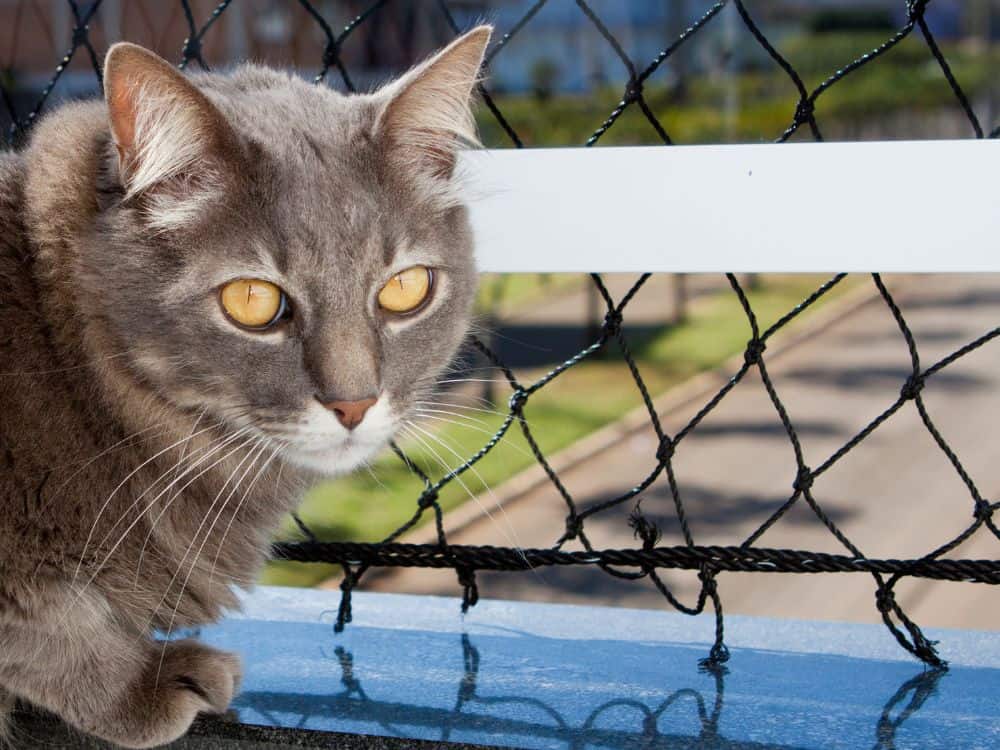 Cat netting can be an effective way to keep your cat safe on your balcony