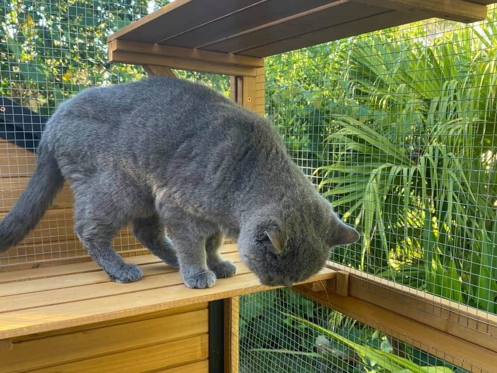 Cats enjoy the mental stimulation that comes with being able to bird watch from their elevated perch