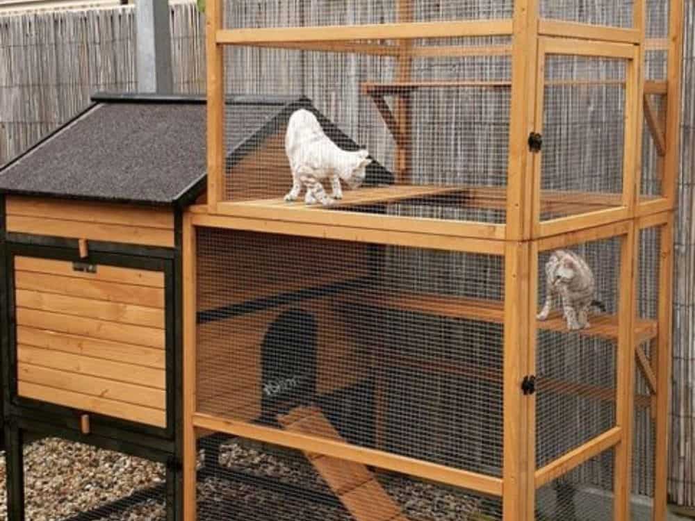Cat enclosures should include items for them to climb, scratch, and nap on, such as a cat tree or scratching post