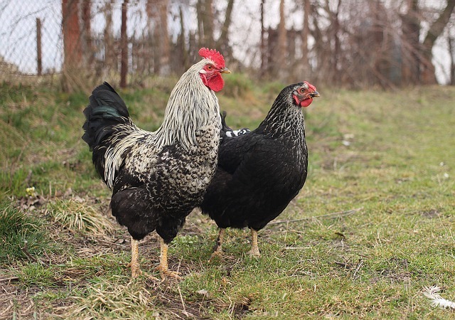 Highly ranked birds will get priority such as the best roosting bars and the most food
