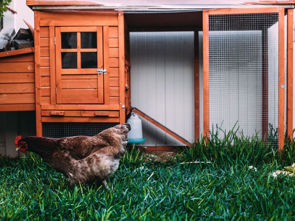 How to Introduce Chicken to Flock