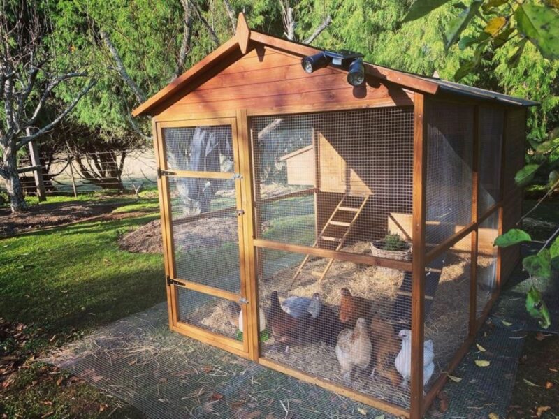 Chickens Won t Go In Coop Learn How To Train Them To Return return-to-work-doctors-note-template-printable-in-pdf-word