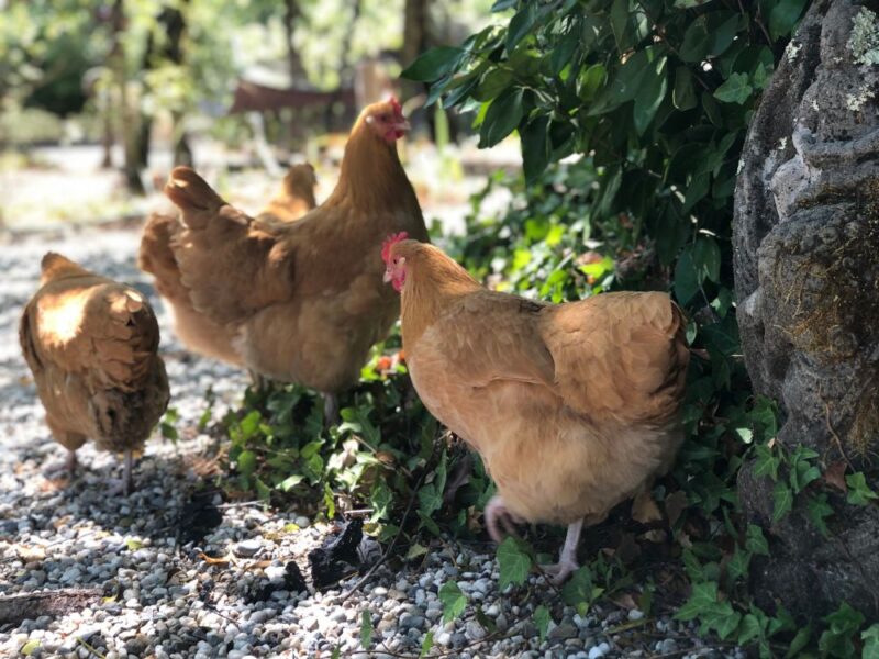 why-are-my-chickens-not-laying-eggs-youtube