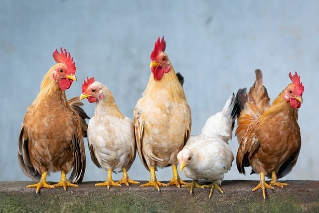 Set up your yard so the established flock can see the new chickens but cannot touch them