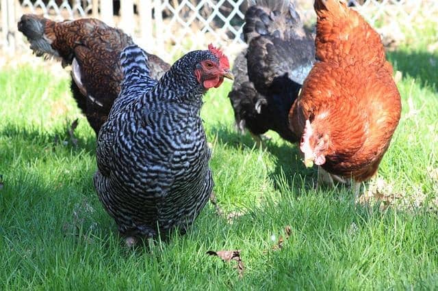 The best way to introduce new chickens to your flock