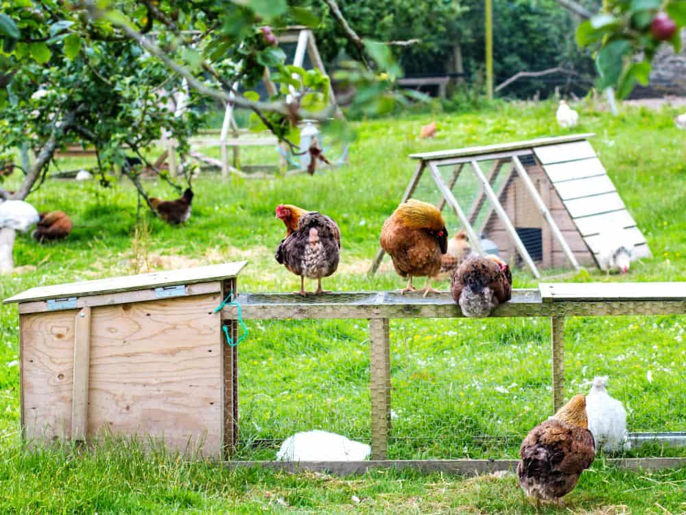 The more chickens you own, the more regularly you will need to clean