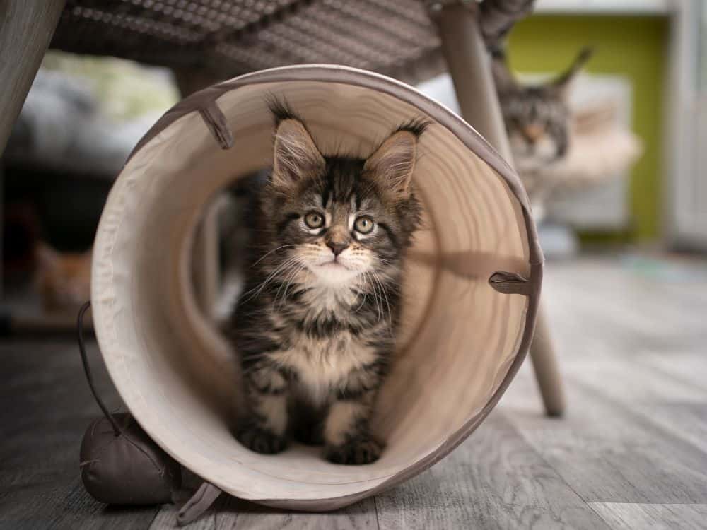 Cat Play Tunnel