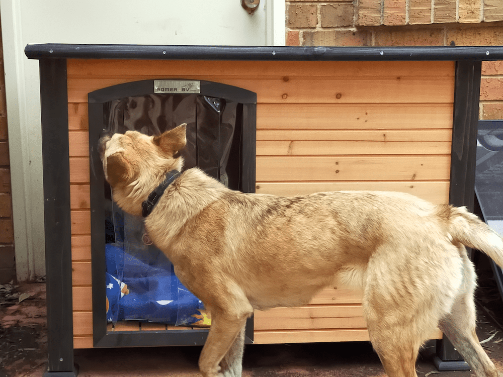 How Much Space Does a Dog Need in a Kennel?