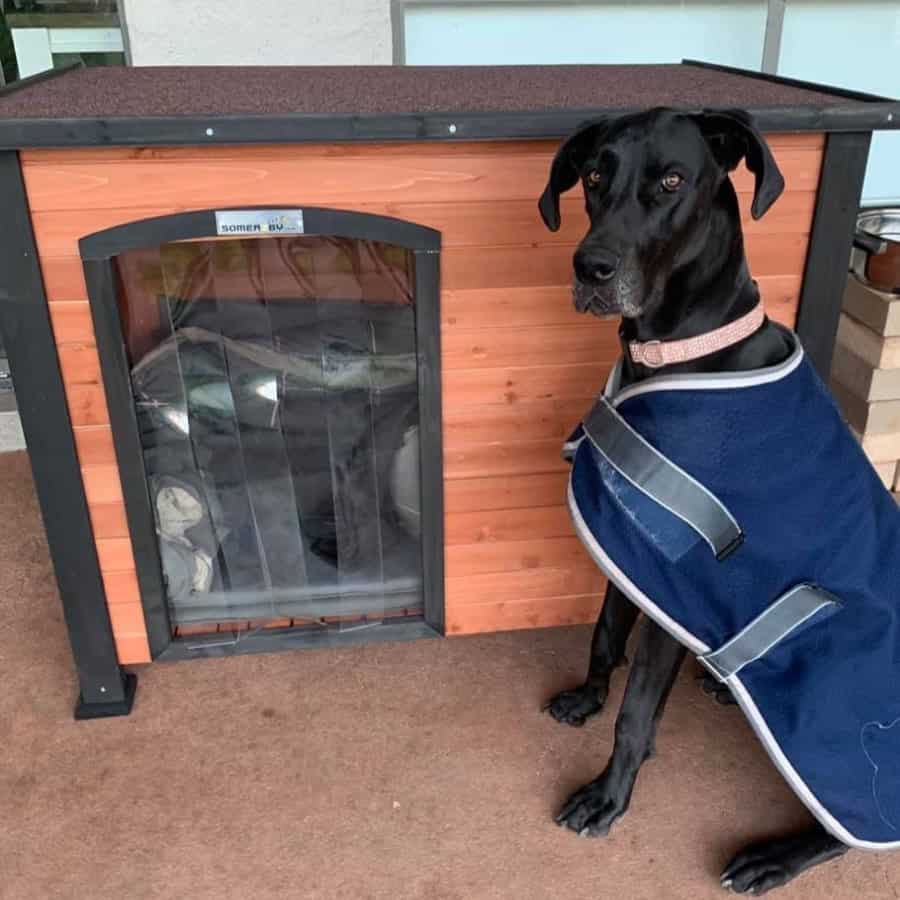 A dog may not want to sleep in a kennel outside while its favourite person is inside