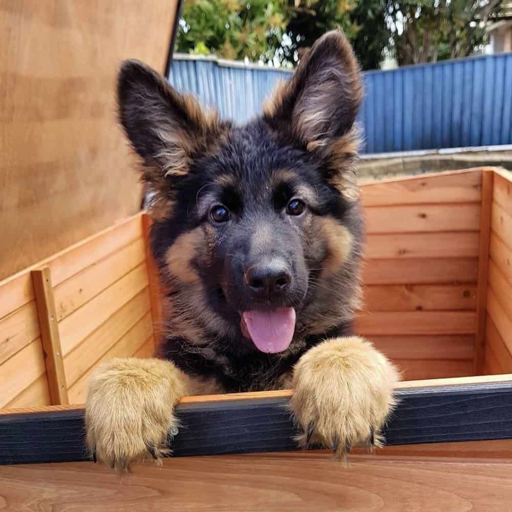 A kennel both helps your dog feel secure