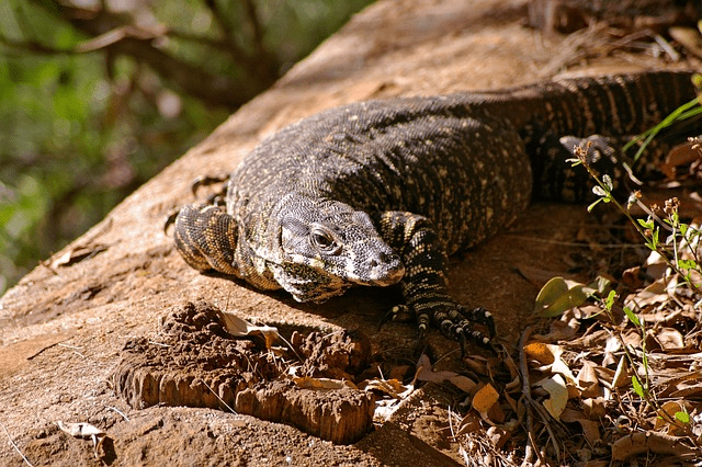 Goanna Prevention