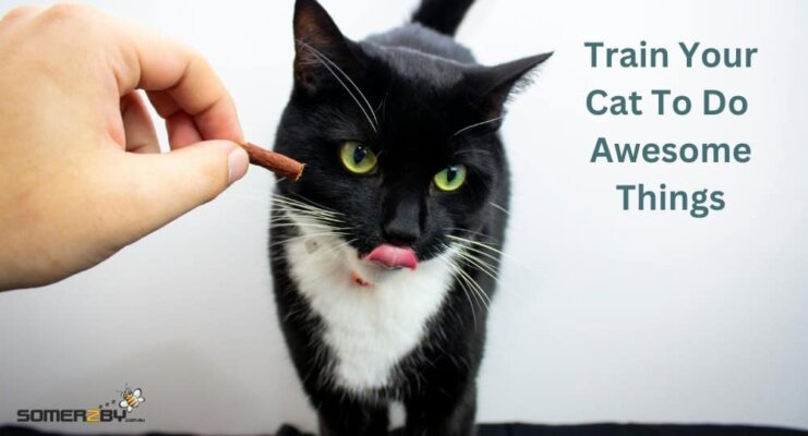 Train Your Cat To Do Awesome Things